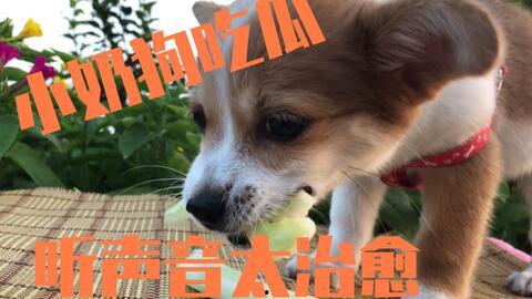 娱乐吃瓜狗,吃瓜狗带你探秘明星幕后故事