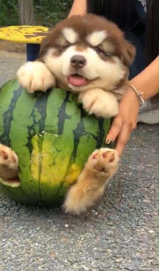 娱乐吃瓜狗,吃瓜狗带你探秘明星幕后故事